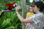 [Parrot Jungle]